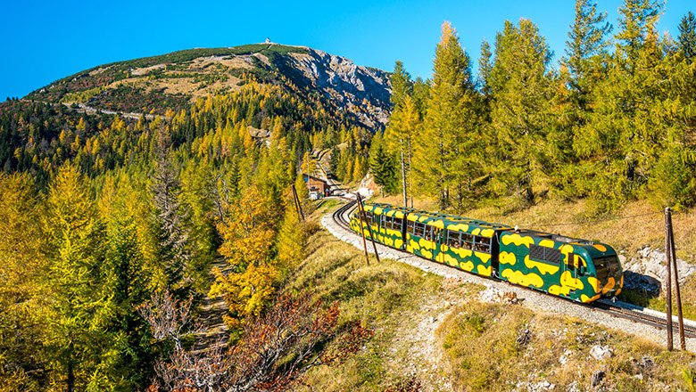 Salamanderzug im Herbst zwischen hohen Bäumen