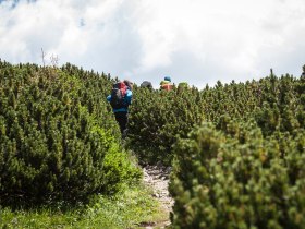 Ein aufregender Aufstieg durch dichte, gr&uuml;ne Str&auml;ucher f&uuml;hrt Wanderer zu den majest&auml;tischen Gipfeln der Wiener Alpen. Die frische Bergluft und das sanfte Licht der Sonne schaffen eine einladende Atmosph&auml;re f&uuml;r Abenteuerlustige. Hier, wo die Natur in voller Pracht erbl&uuml;ht, wird jeder Schritt zum unvergesslichen Erlebnis.