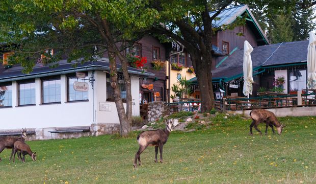 Drei Gämsen grasen vor der Wilhelm-Eicherthütte in einer grünen Wiese.