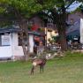 Three chamois graze in a green meadow in front of the Wilhelm-Eicherth&uuml;tte.